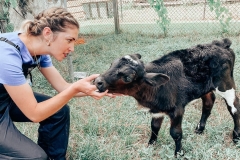 Large Animal Vet