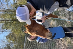 Large Animal Emergency Services