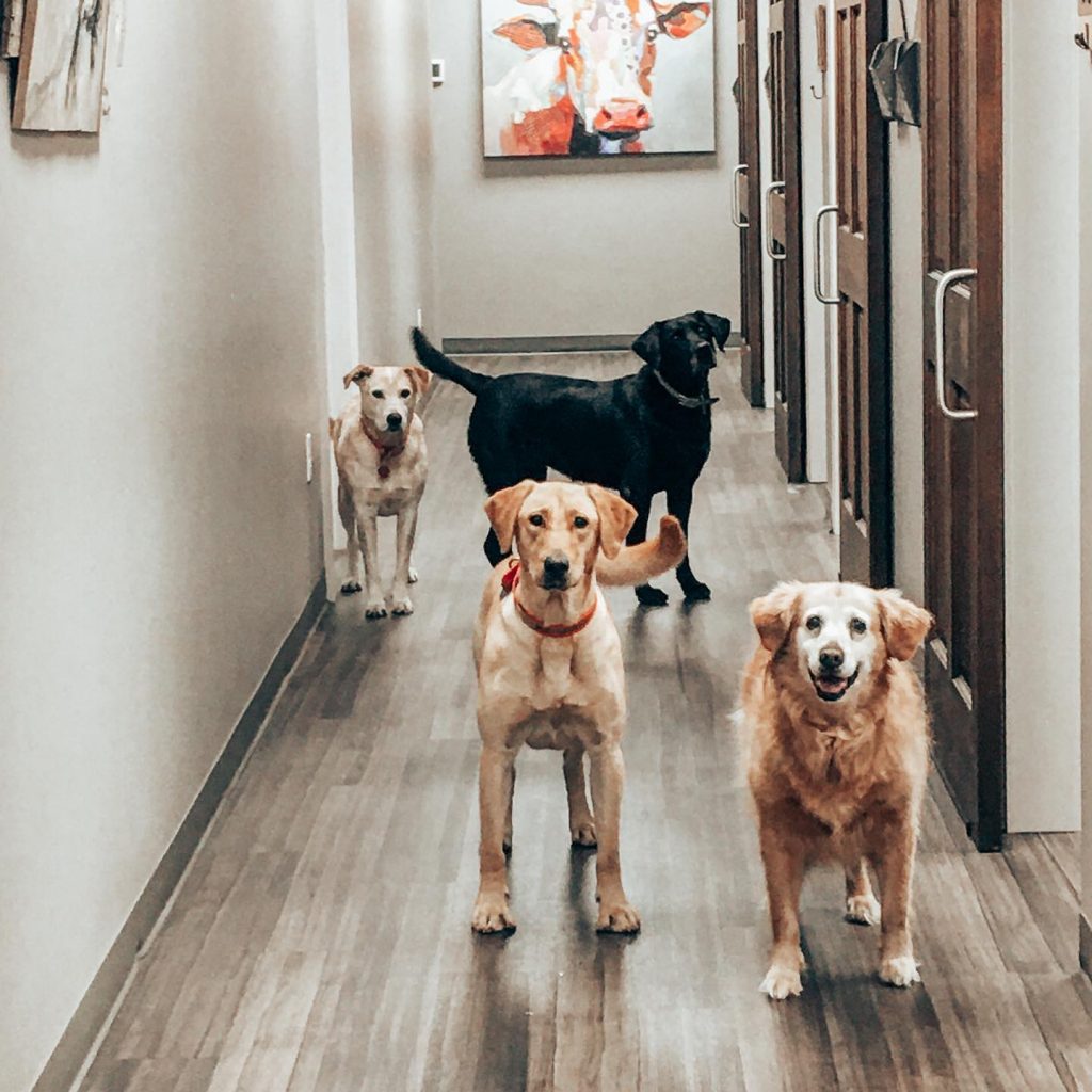 Boarding Philema Animal Hospital